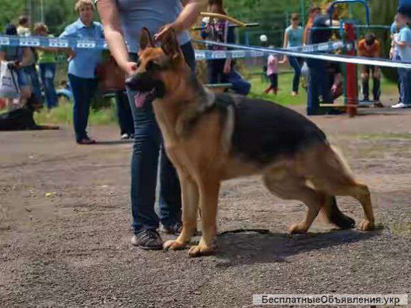 Кобели Немецкой Фото