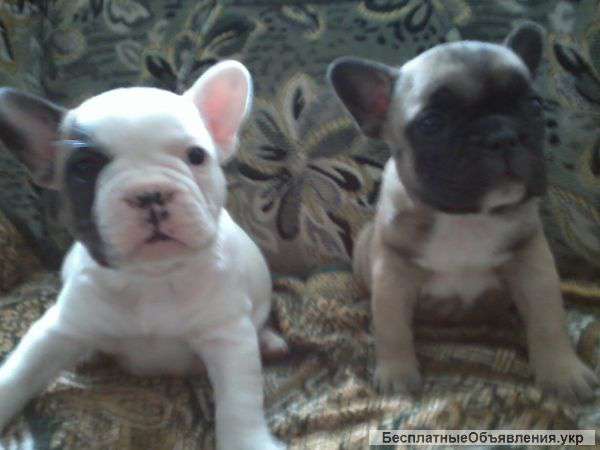 Французский Бульдог 1 Месяц Фото