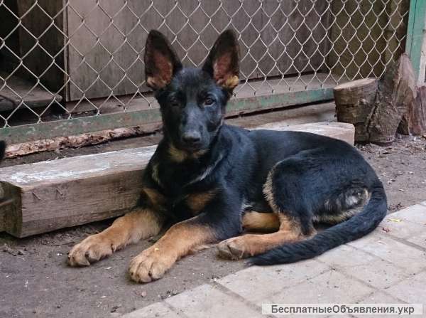 Немецкая Овчарка Фото Щенки 2