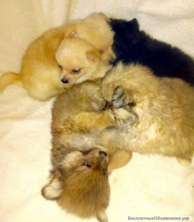 Шпиц 1 Месяц Фото