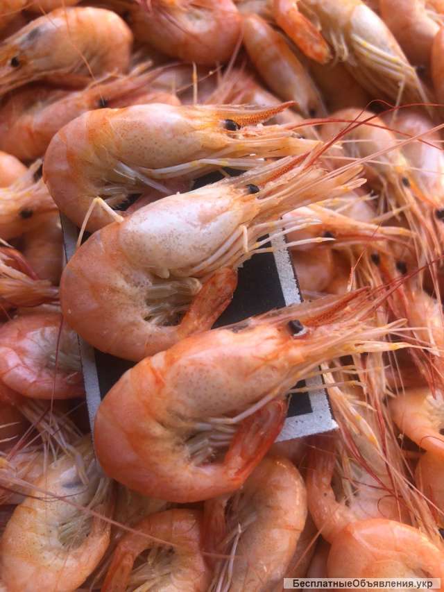 Креветка Фото Живая В Море