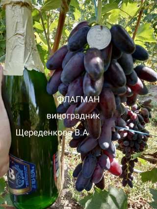 Виноград Басанти Фото Отзывы Описание